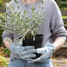 Load image into Gallery viewer, Peter Rabbit Gardening Gloves Adult
